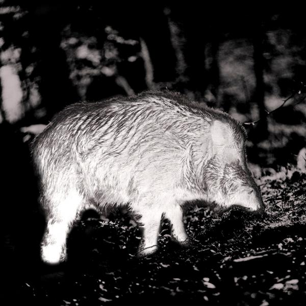 PARD Predator 640 LRF Wärmebild-Vorsatzgerät